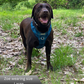 PRE ORDER 3-4 WEEKS-Dog harness, Dog collar and lead set | BUNDLE OF YOUR CHOICE | Plaid Date