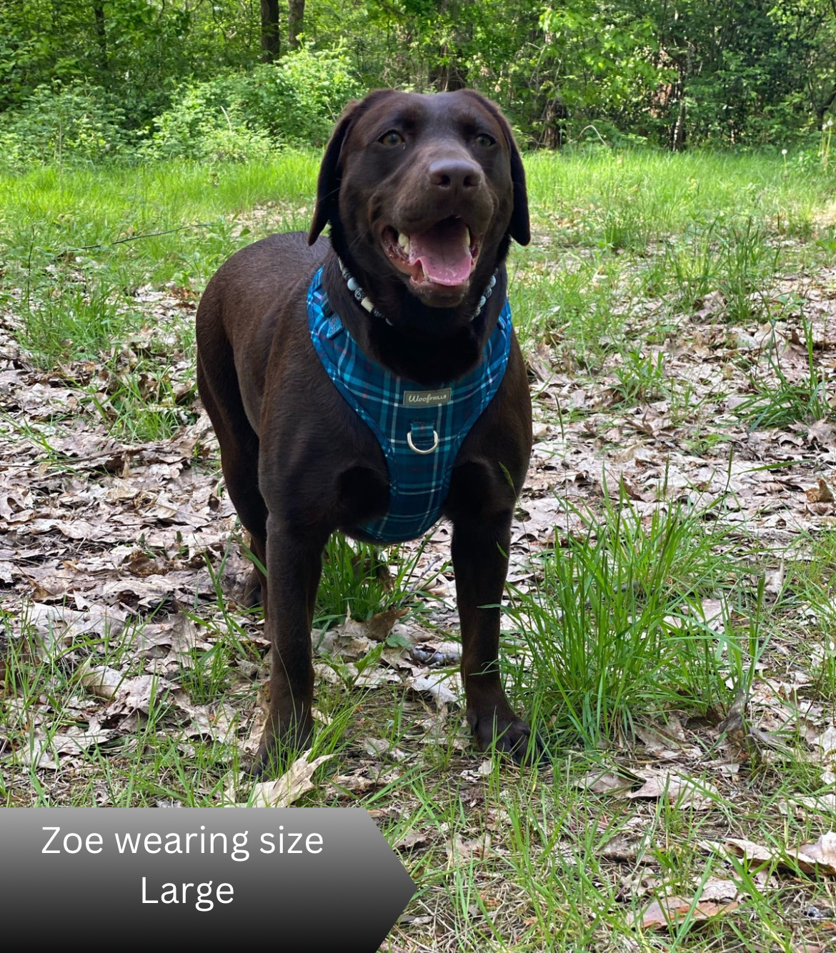 PRE ORDER 3-4 WEEKS-Dog harness, Dog collar and lead set | BUNDLE OF YOUR CHOICE | Plaid Date