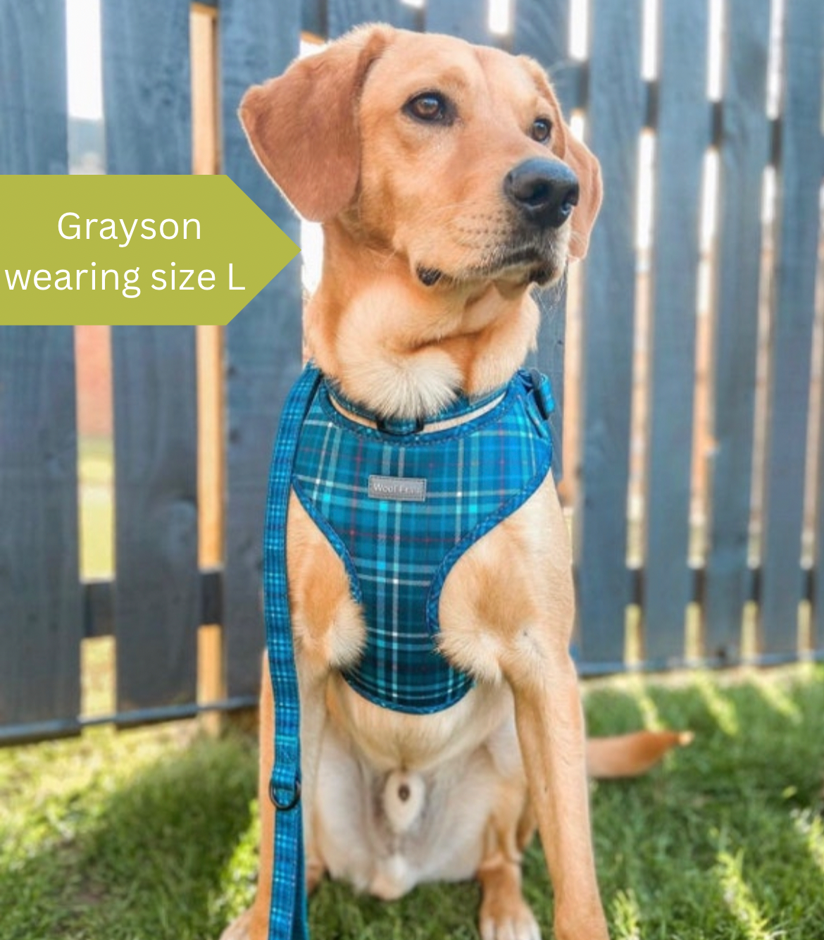 Beaver canoe top dog harness