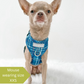 Chihuahua wearing a tiny harness
