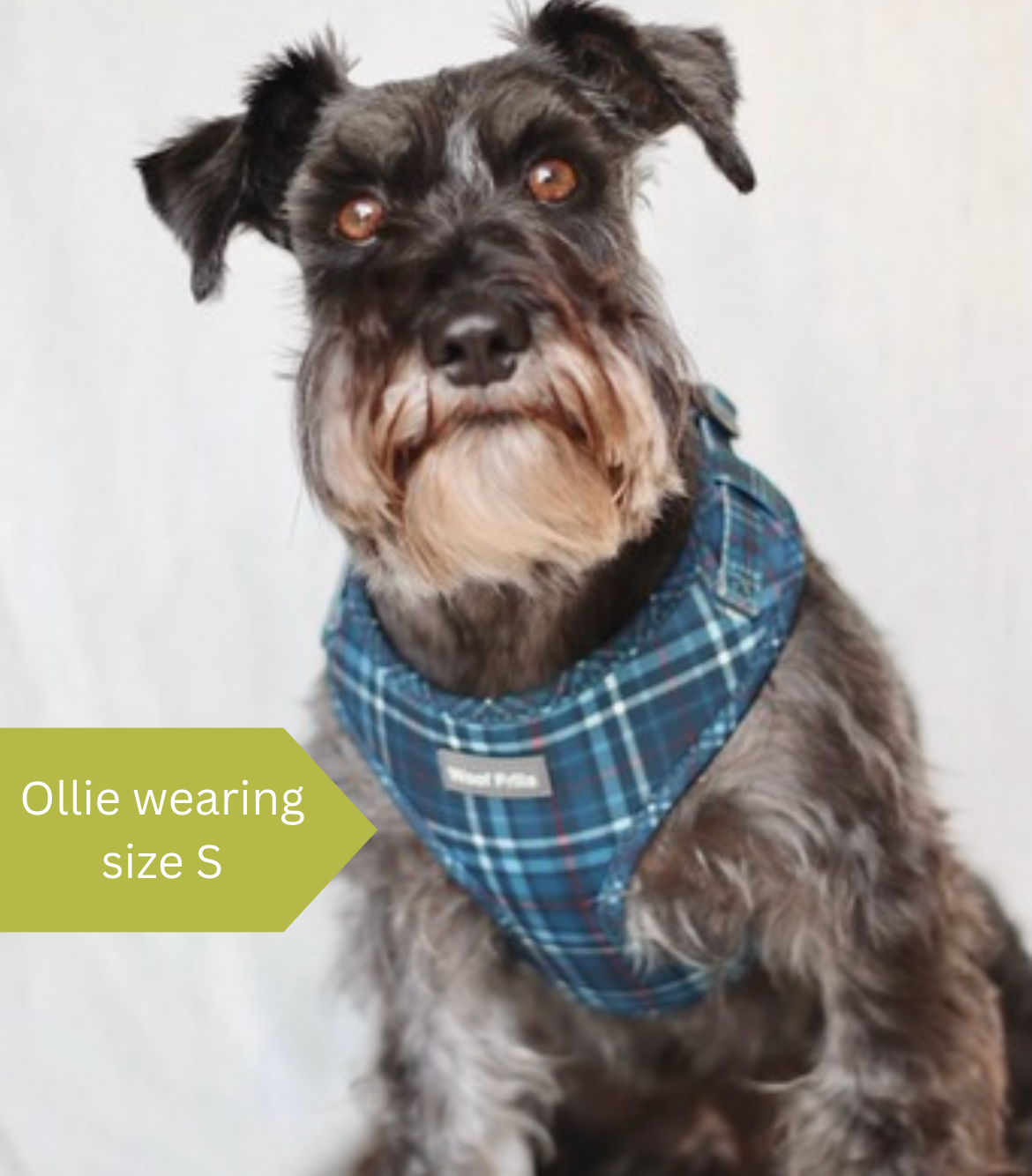 Plaid dog collars and leashes online