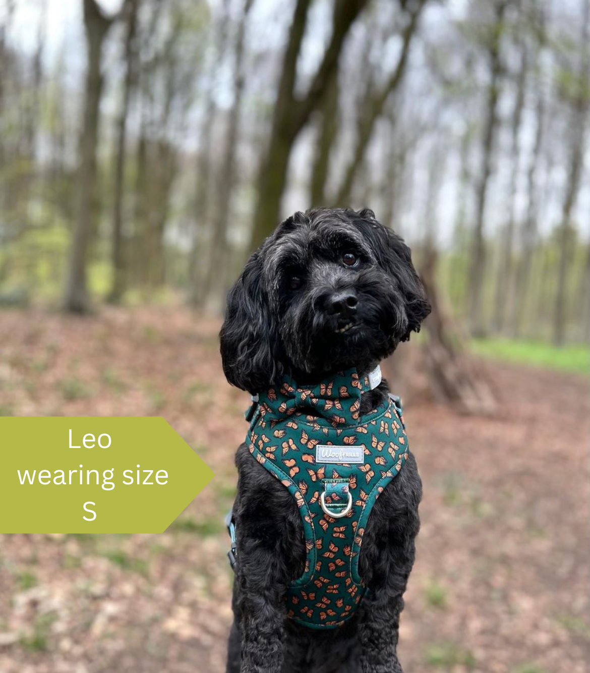 Xxs dog harness and best sale lead