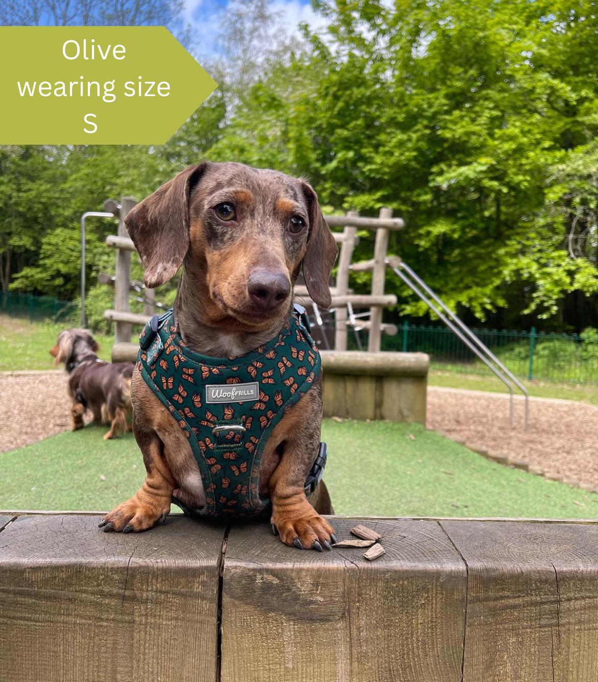 Dachshund wearing a adjustable dog harness