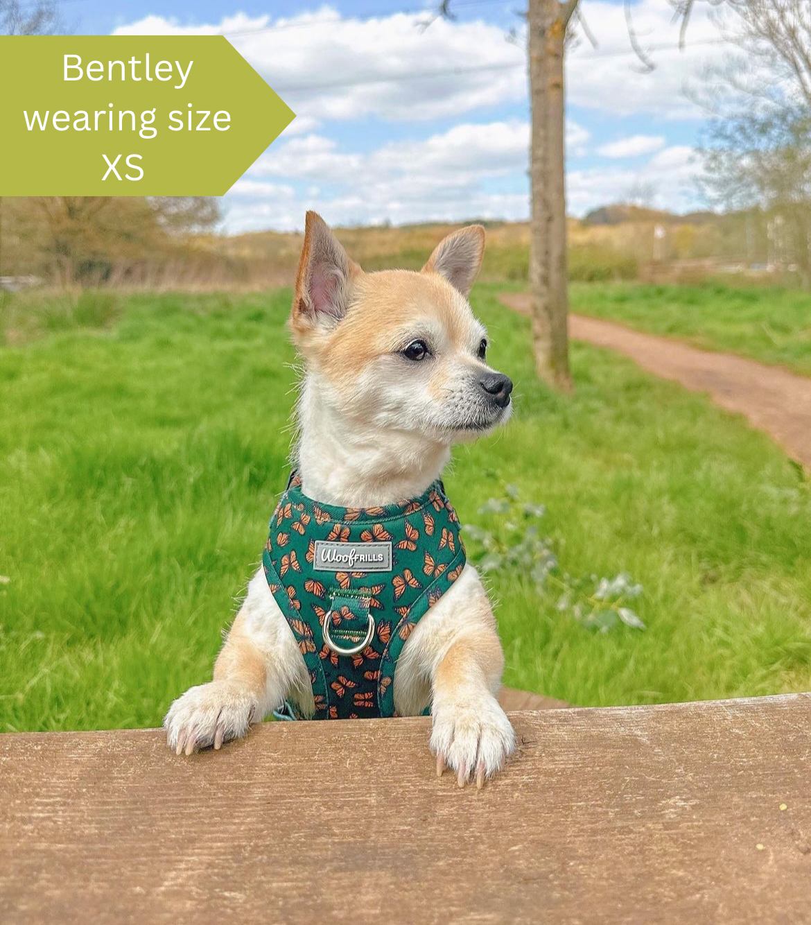Chihuahua wearing a tiny harness