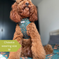 Cockapoo wearing a small dog harness