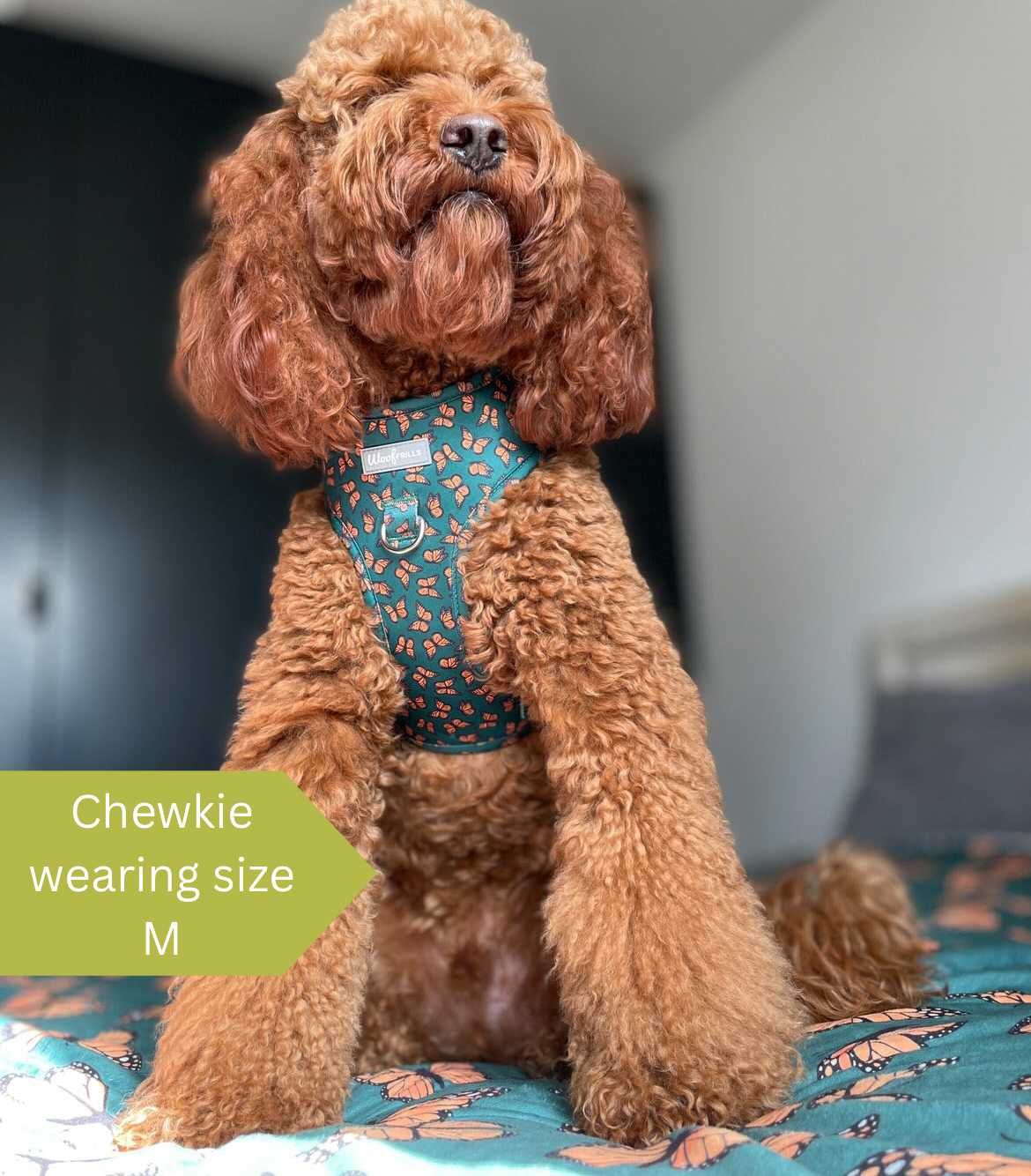 Cockapoo wearing a small dog harness