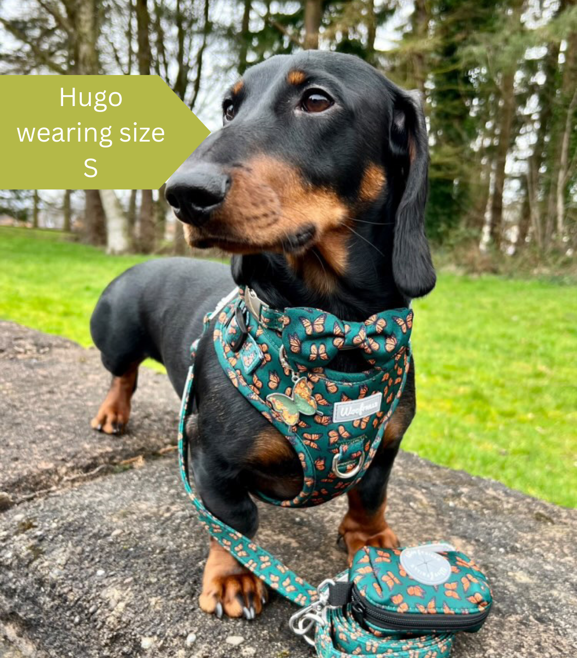 Dachshund wearing a butterfly dog harness