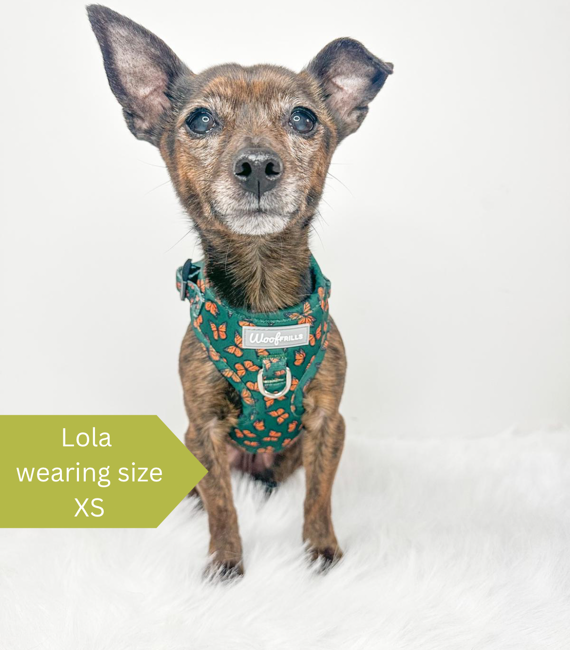 Chihuahua collars and leashes online