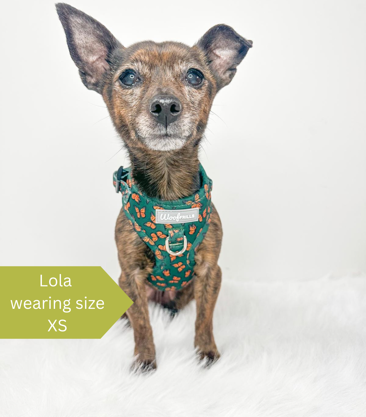 Lola wearing a xs dog harness