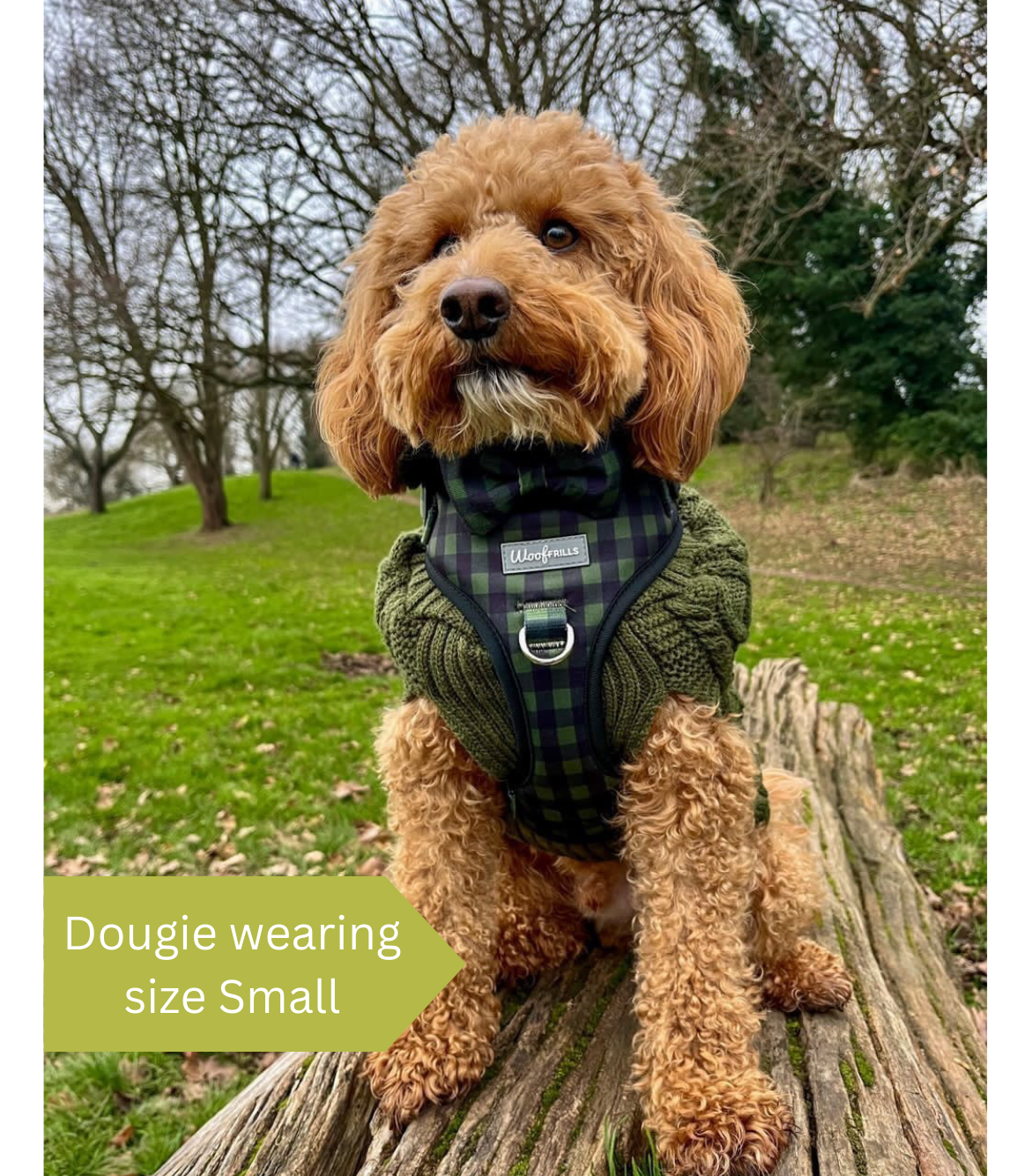 Cockapoo wearing a plaid small harness