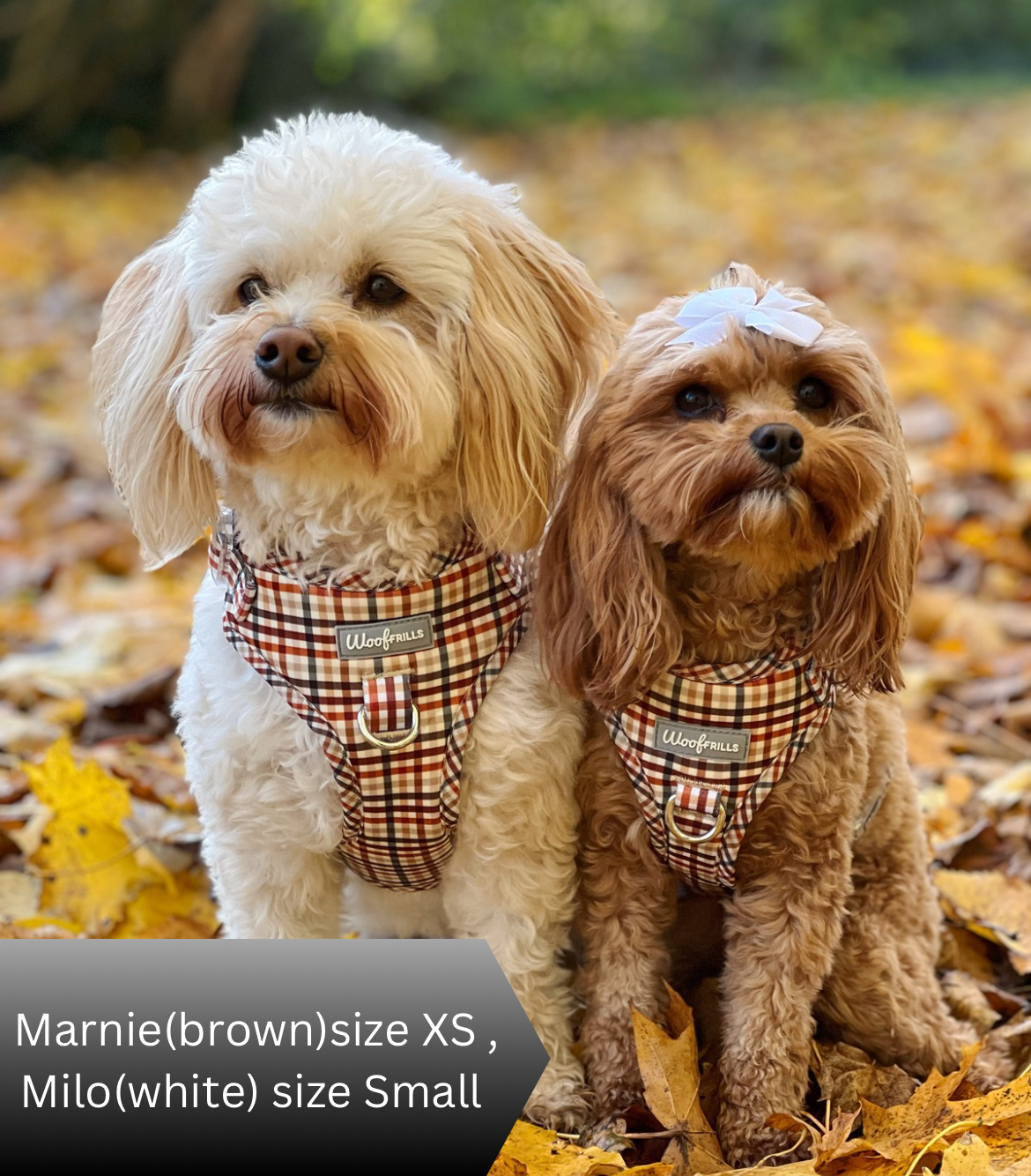 Dog harness uk Perfect fit dog harness – Woof Frills