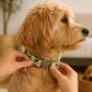 Dog Collar | Blueberry Lemonade | Adjustable & Durable