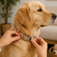 Floral Dog Collar | Peachy Dreams | Adjustable & Durable