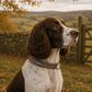 Houndstooth Dog Collar |  Heritage Hound