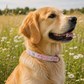 Floral Dog Collar – Blossom Dreams | Adjustable & Durable
