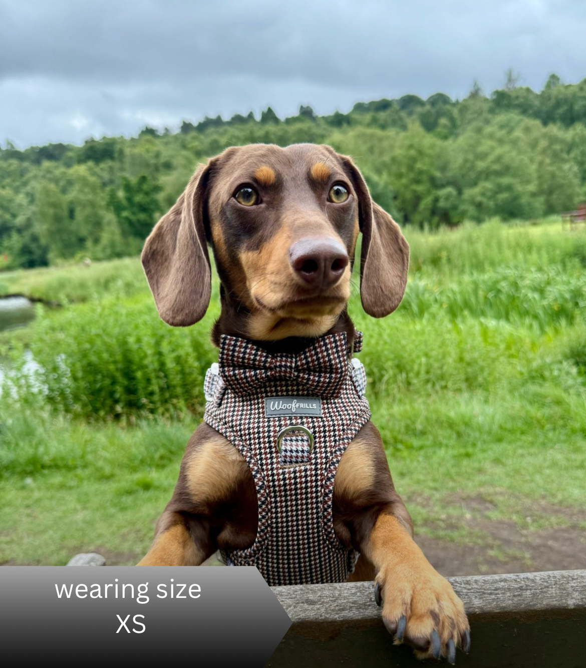 Puppy in classic houndstooth harness on walk