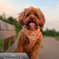 Small brown dog wearing an orange harness with a floral pattern, standing outdoors.