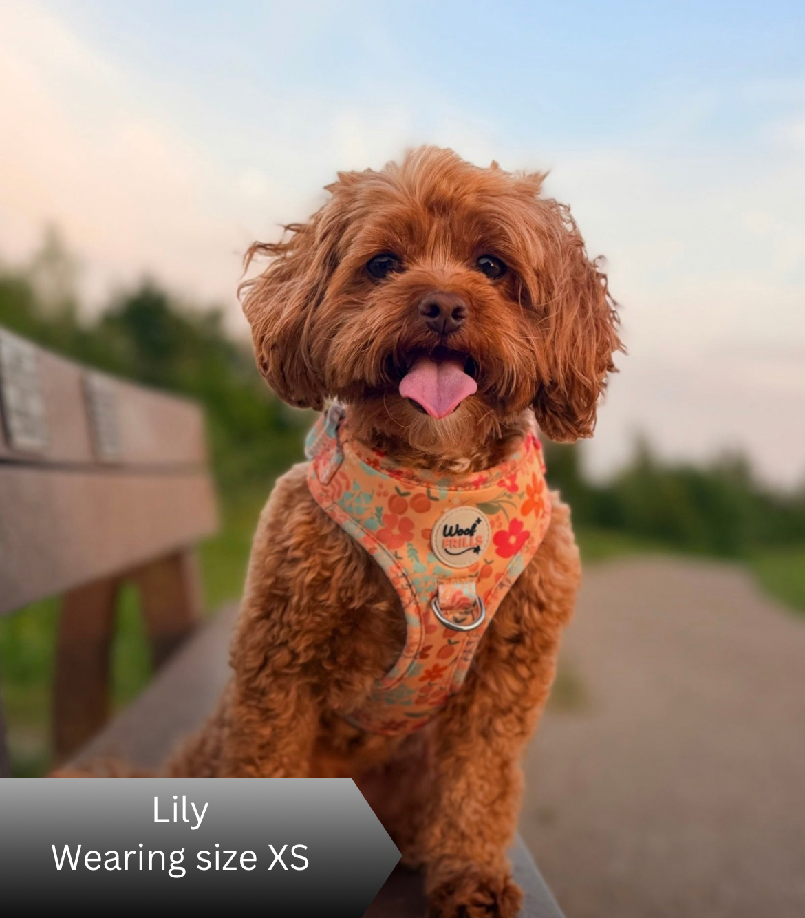 Small brown dog wearing an orange harness with a floral pattern, standing outdoors.