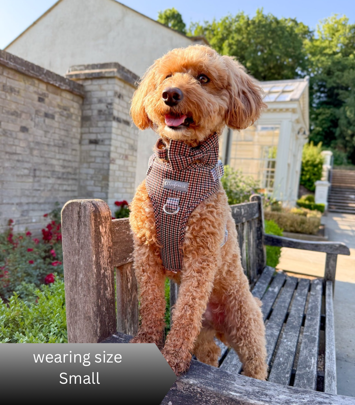Small dog wearing houndstooth dog harness Heritage Hound