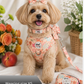 Small dog wearing a peach dog harness set