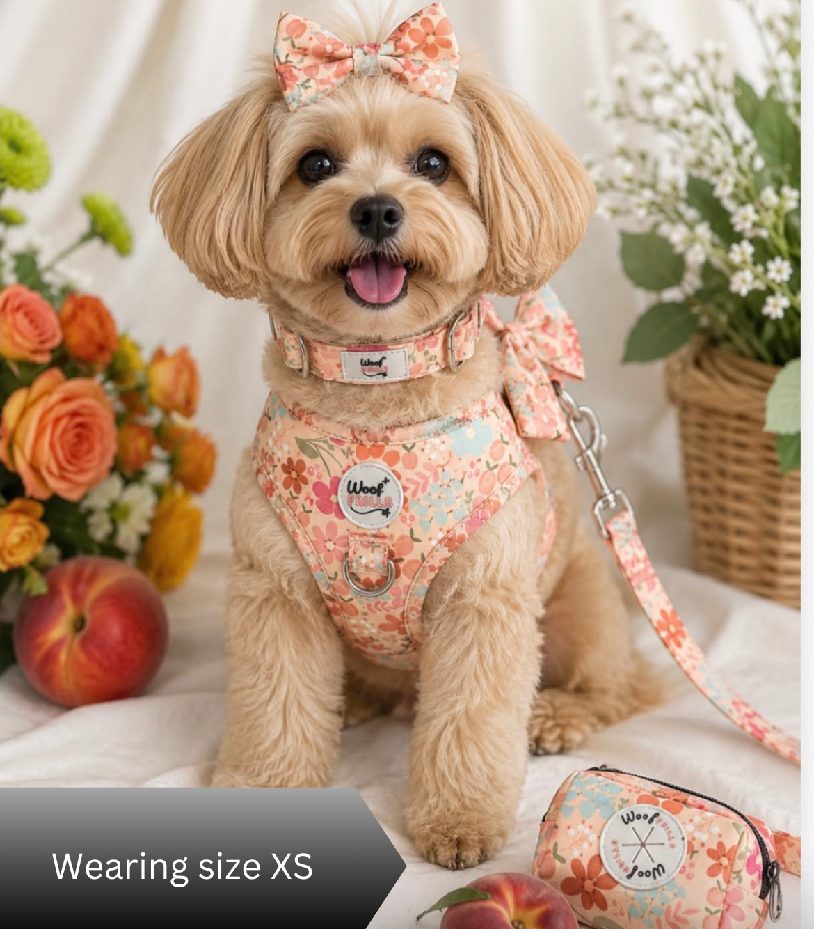 Small dog wearing a peach dog harness set