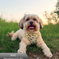 Small dog wearing a yellow harness in a grassy outdoor setting