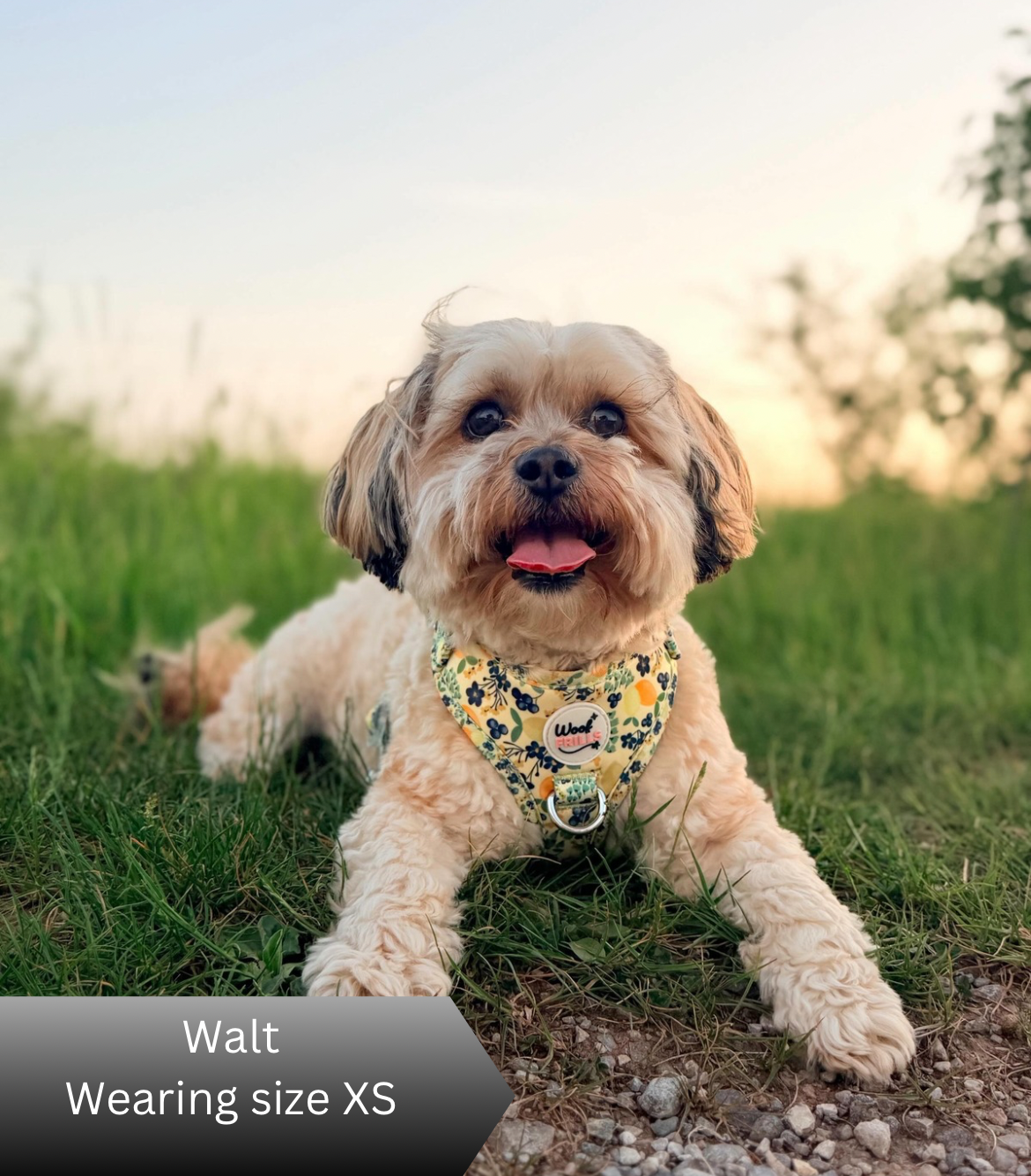 Small dog wearing a yellow harness in a grassy outdoor setting