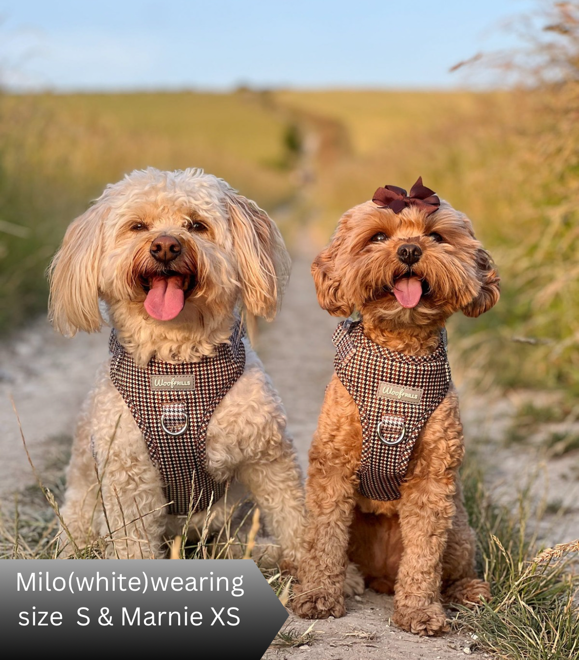 Stylish dogs wearing neutral houndstooth harness