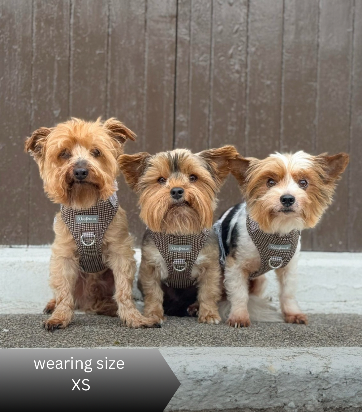 Three Dogs wearing adjustable houndstooth harness outdoors