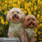 Two dogs wearing matching yellow harnesses in front of yellow flowers