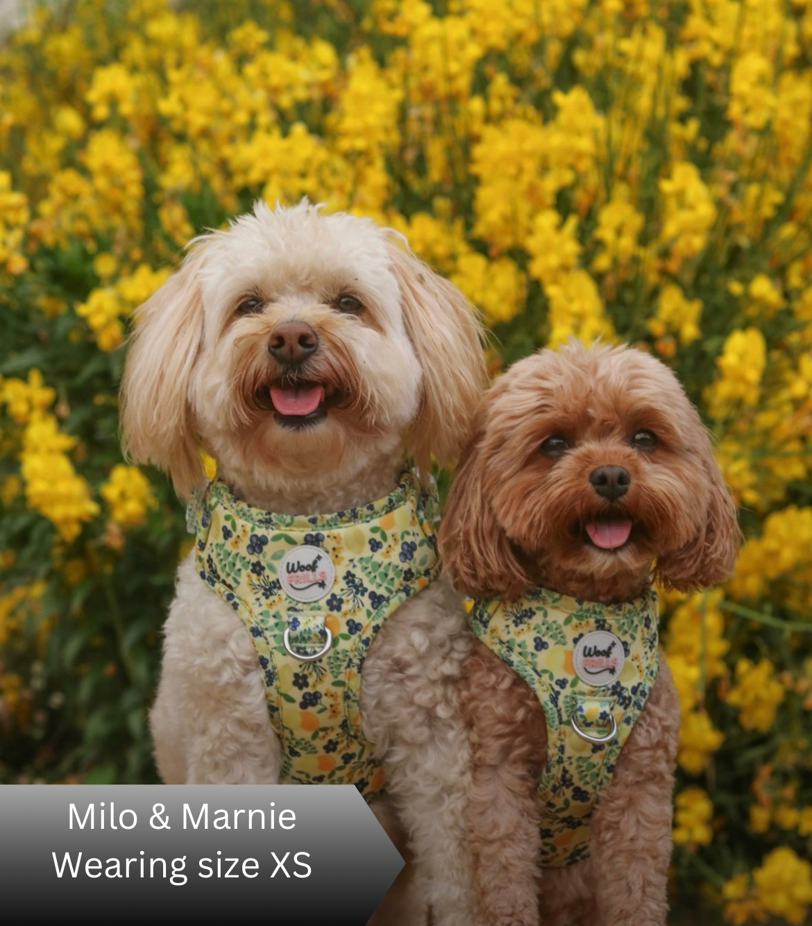 Two dogs wearing matching yellow harnesses in front of yellow flowers