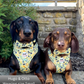 Two dogs wearing matching floral harnesses sitting outdoors on a stone surface.