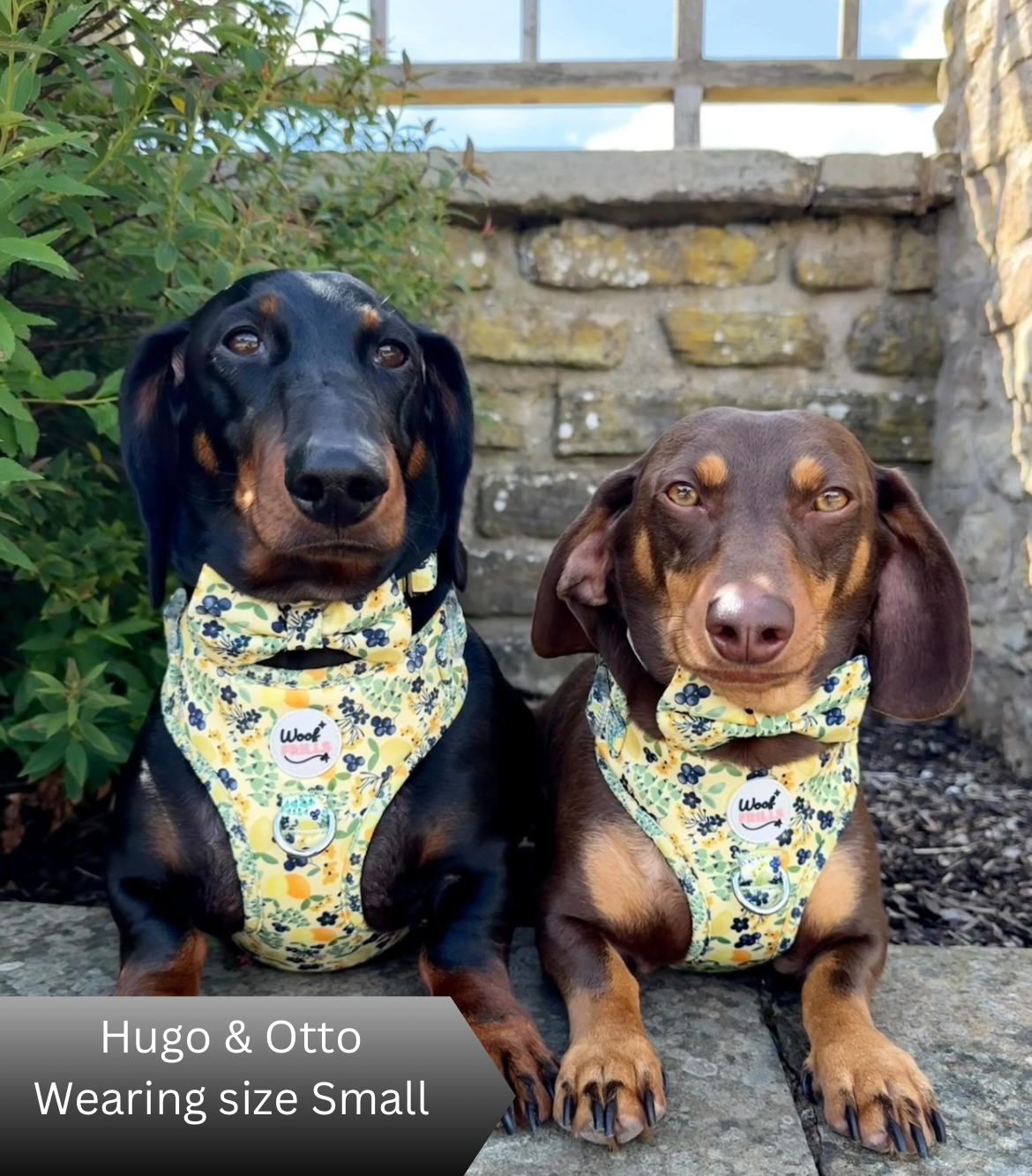 Two dogs wearing matching floral harnesses sitting outdoors on a stone surface.