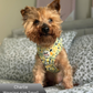 Small dog wearing a yellow lemons harness sitting on a patterned couch.