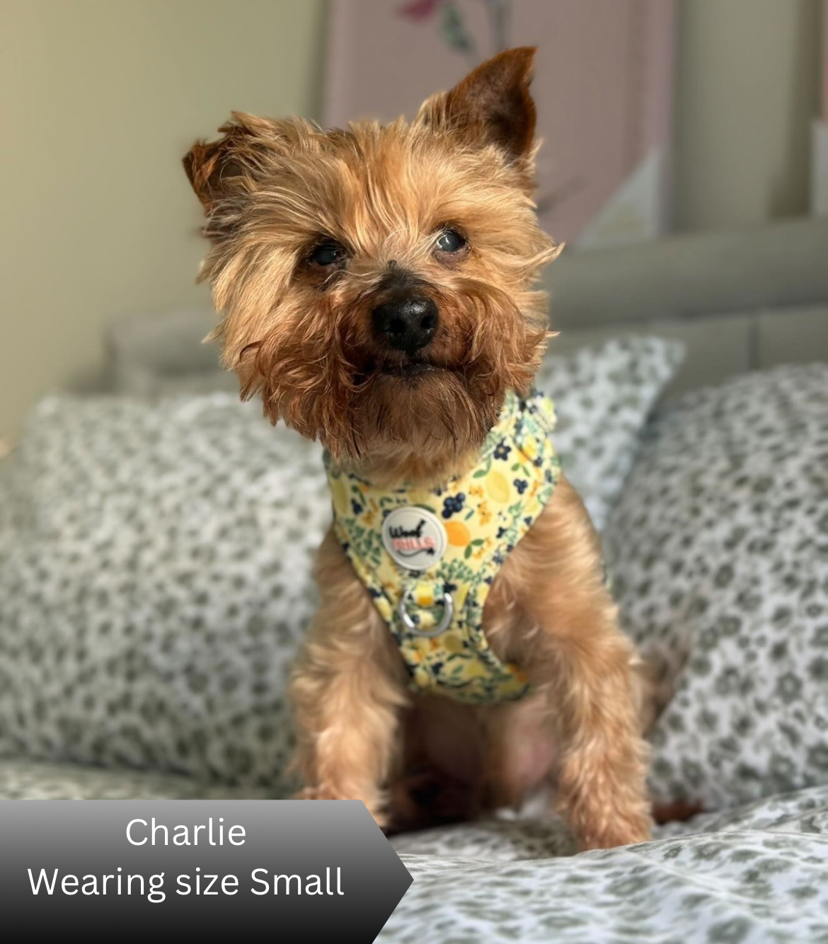 Small dog wearing a yellow lemons harness sitting on a patterned couch.