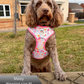 Small dog wearing Blossom Dreams floral dog harness set with pink trim
