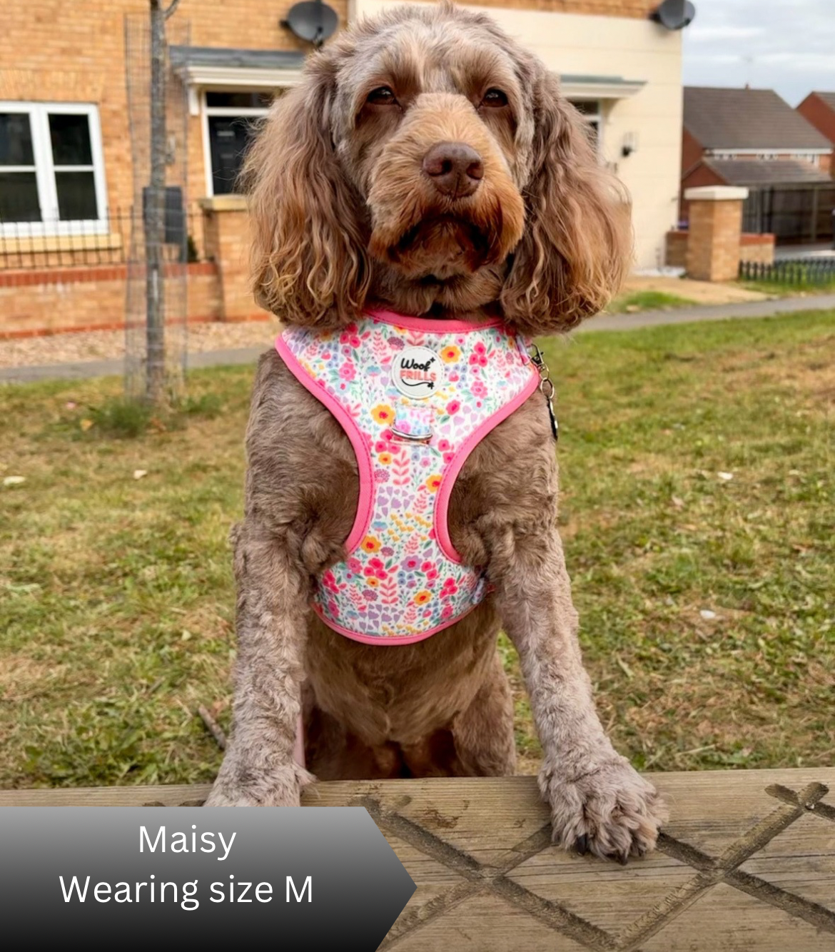 Small dog wearing Blossom Dreams floral dog harness set with pink trim
