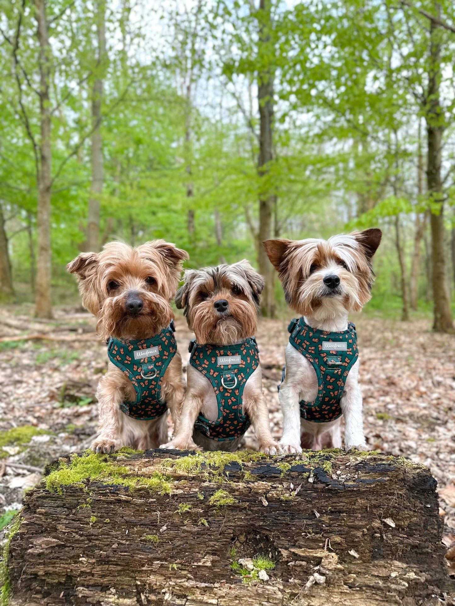 Yorkies in the forest wearing a butterfly dog harness