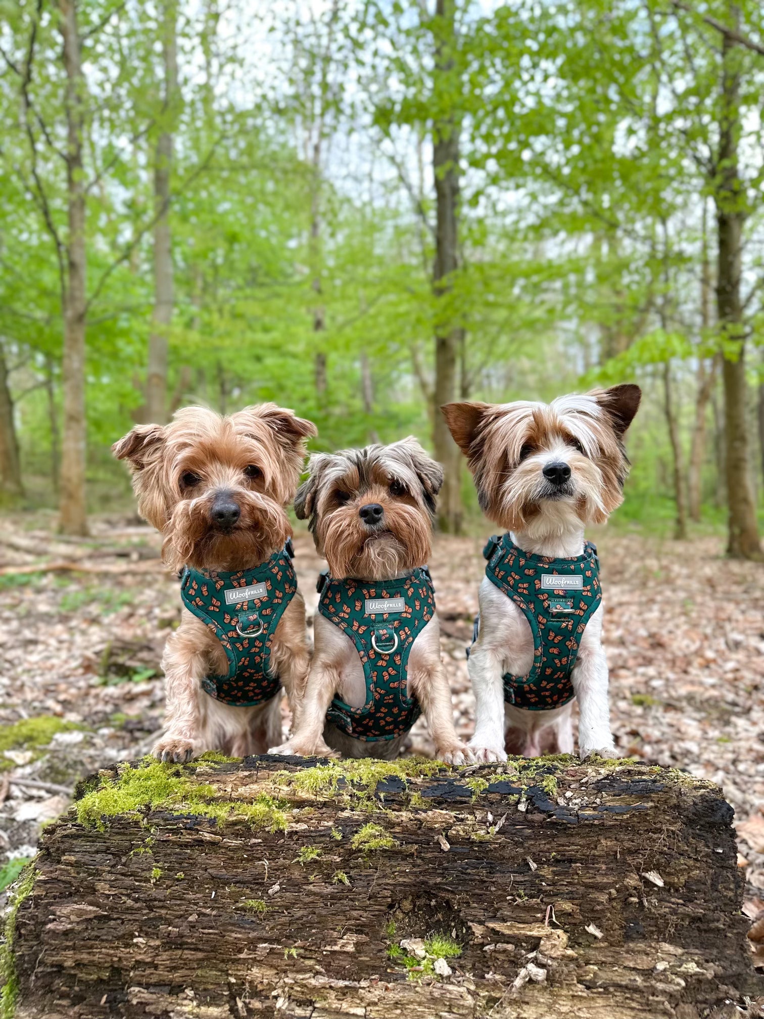 Harness for yorkshire terrier online