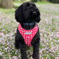 Dog Harness | Picnic to my heart