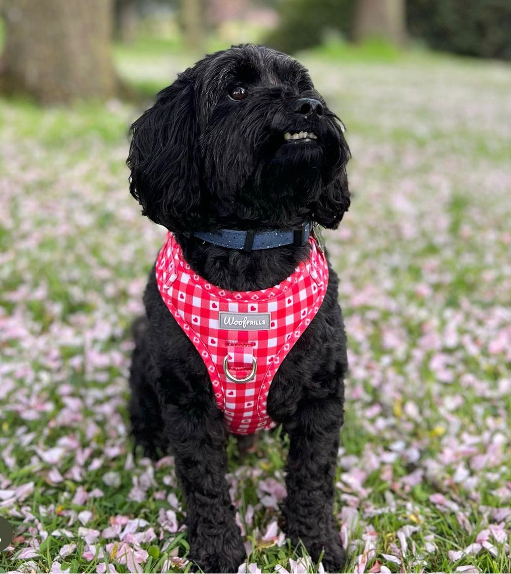Dog Harness | Picnic to my heart