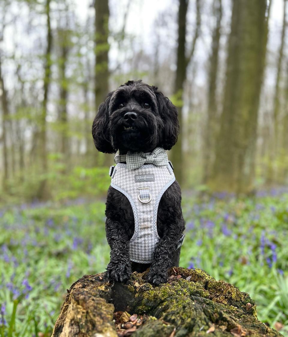 Cute cockapoo wearing a small dog harness