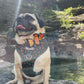 Pug wearing a harness with butterflies