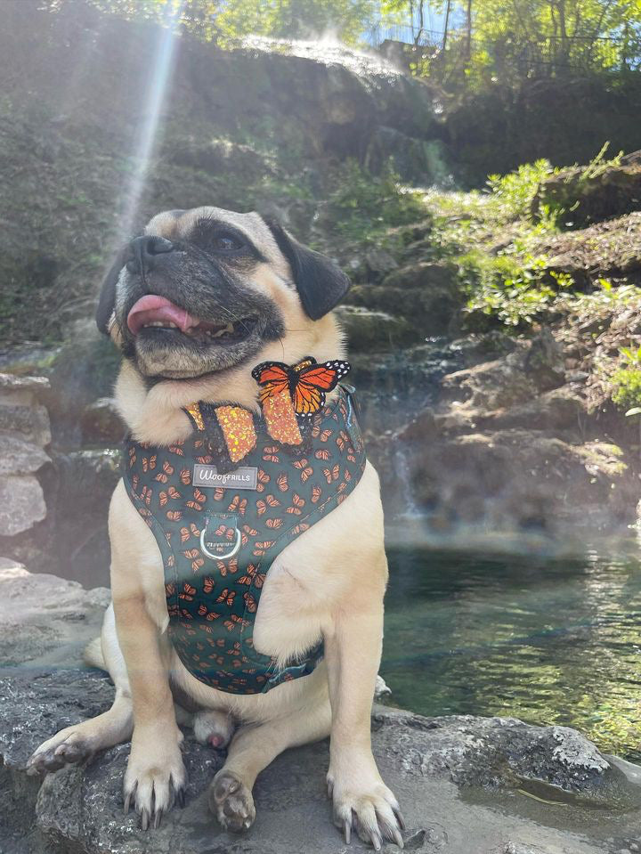 Pug wearing a harness with butterflies