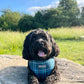 Dog harness, Dog collar and lead set | BUNDLE OF YOUR CHOICE | Plaid Date