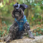 Dog harness, Dog collar and lead set | BUNDLE OF YOUR CHOICE | Plaid Date