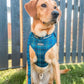 Dog harness, Dog collar and lead set | BUNDLE OF YOUR CHOICE | Plaid Date