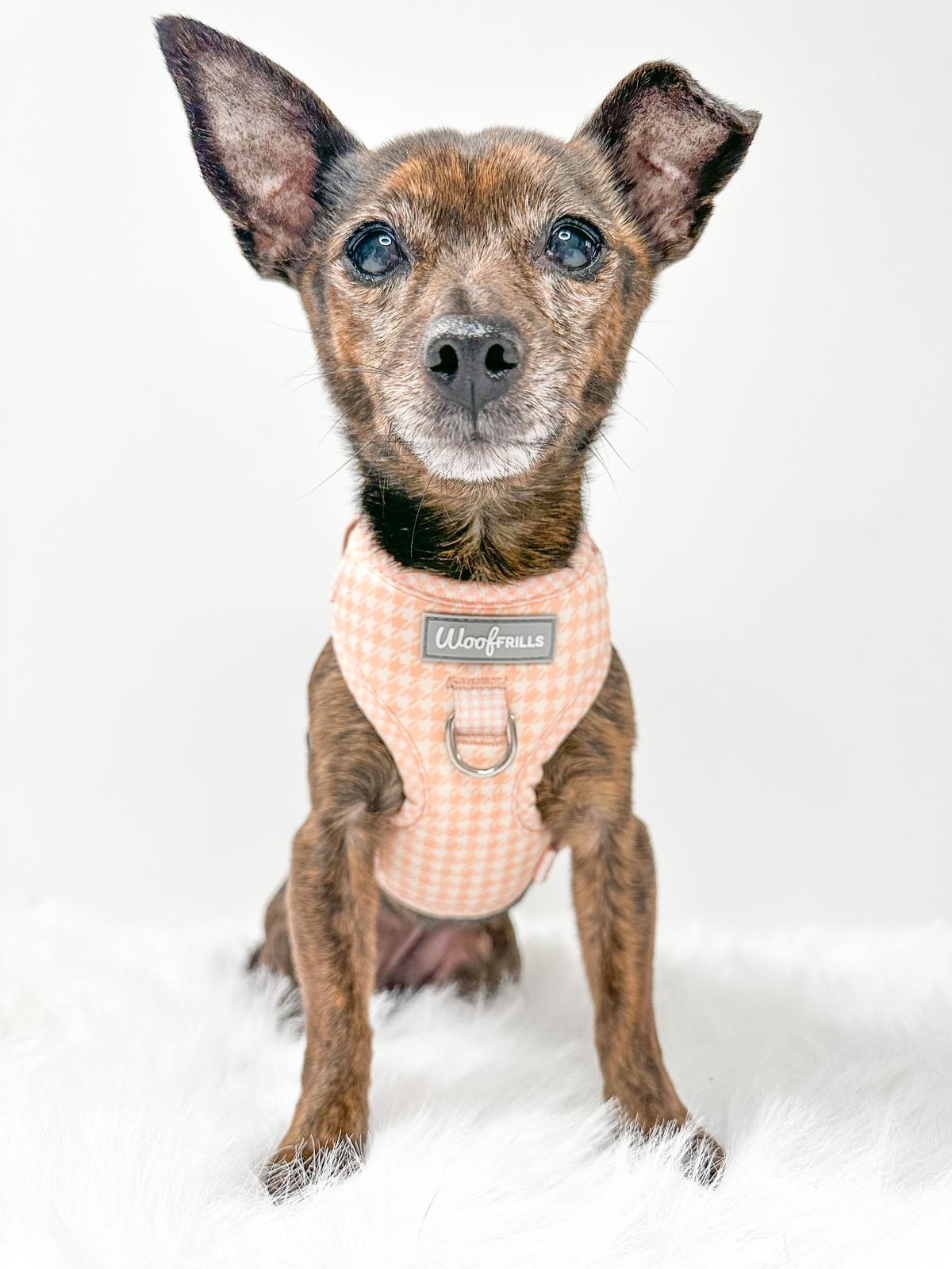 Peach hotsell dog harness