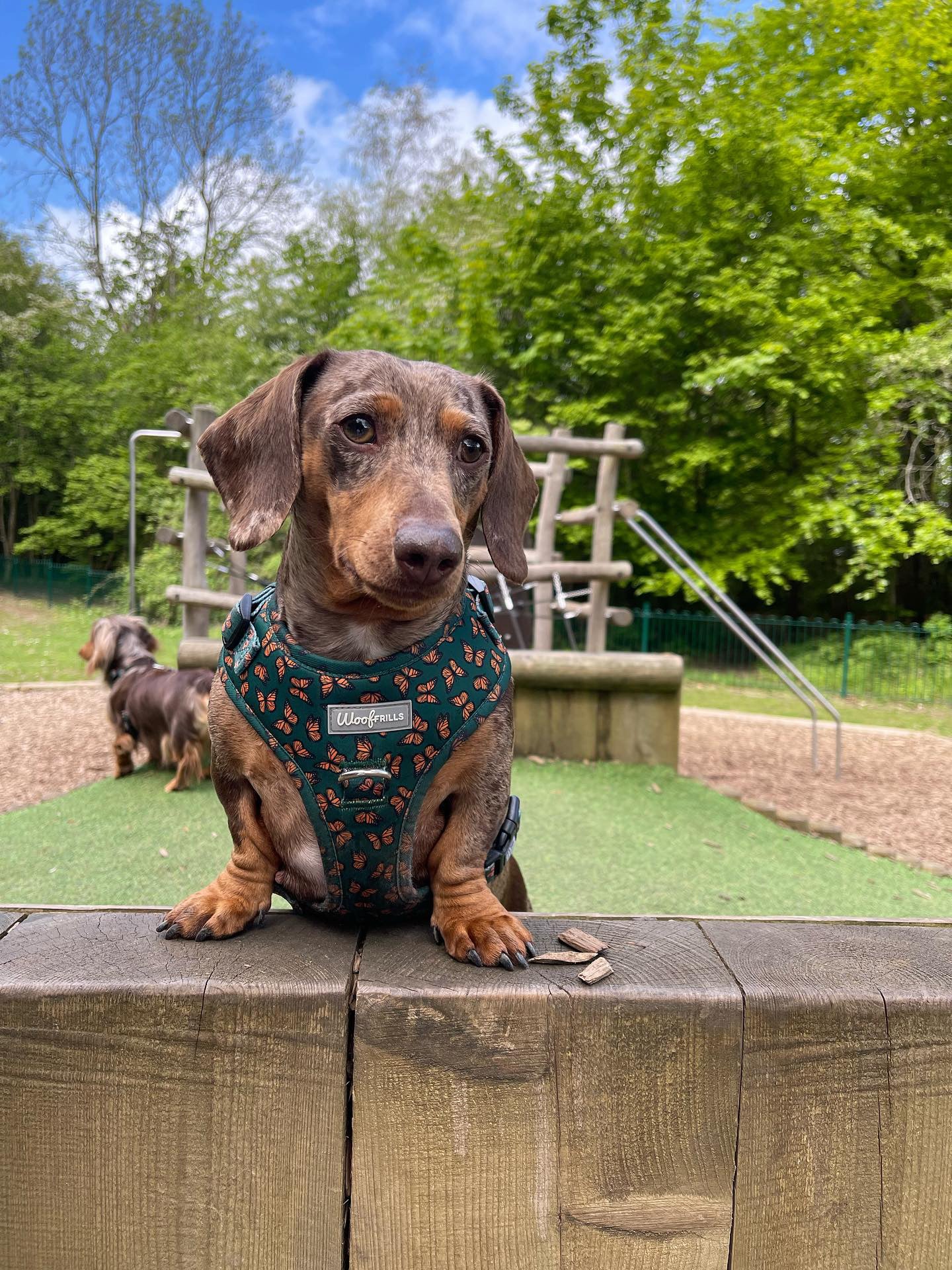 Mini dachshund clearance harness