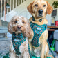 Cute cockapoo and labrador wearing their matching harnesses with bow ties